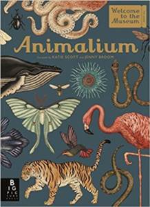 Animalium - Big Picture Press