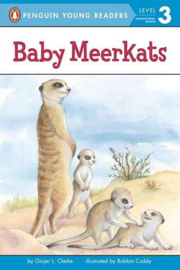 Baby Meerkats - 1