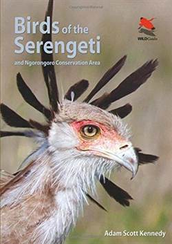 Birds Of The Serengeti And Ngorongoro Conservation Area - 1