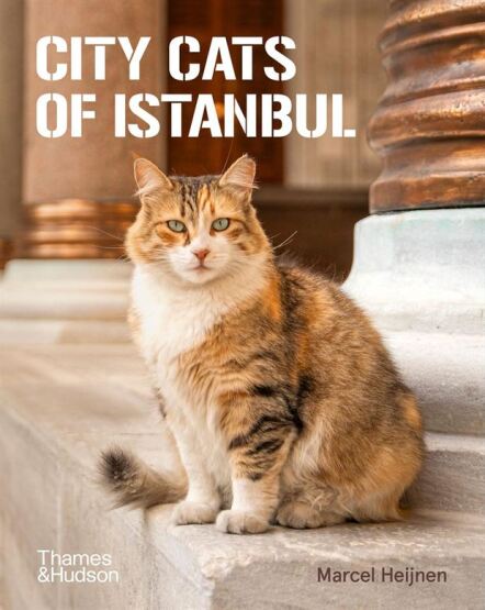 City Cats of Istanbul - 1