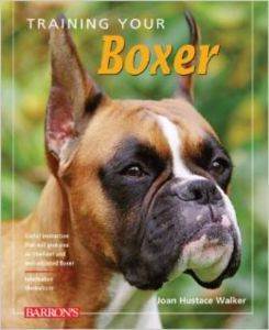 Training Your Boxer - 1